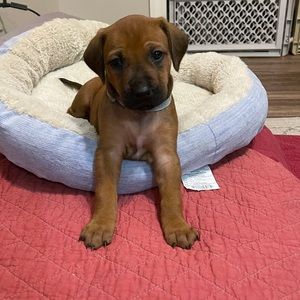 Meet your Posher, James